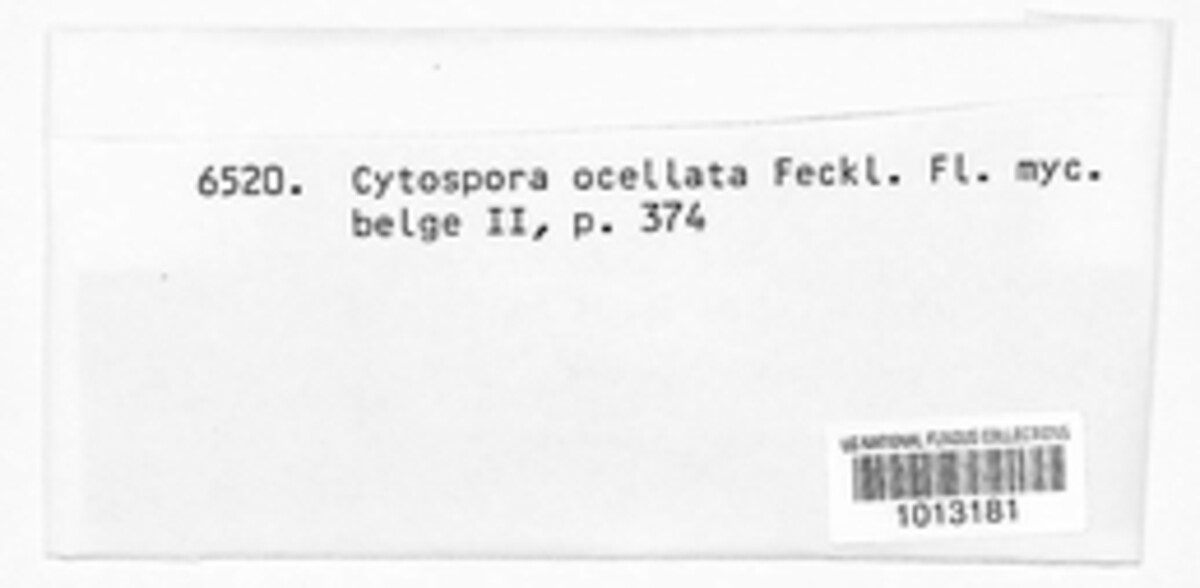 Cytospora ocellata image